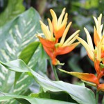 【Trekking in Hawaii-ライアン自然植物園】手つかずの自然を残すジャングルのような植物園