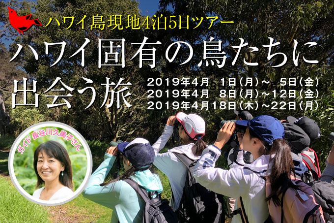 ハワイ固有の鳥たちに出会う旅 長谷川久美子さんと巡るハワイ島5日間 2019年春参加者募集 Hawaii Lifestyle Club