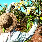 【ハワイの花のある暮らし】一番人気のトロピカルプランツ「プルメリア」
