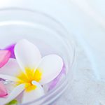 【ハワイの花のある暮らし】プルメリアの増やし方