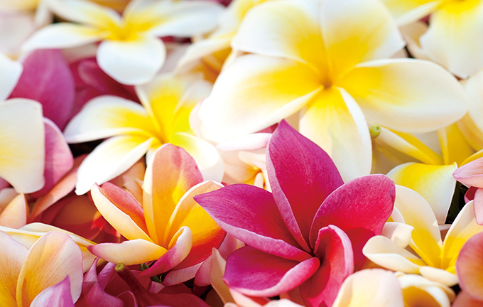 ハワイの花のある暮らし プルメリアの冬越し Hawaii Lifestyle Club