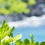 【ハワイの花のある暮らし】愛の神話が有名な山と海のNaupaka（ナウパカ）