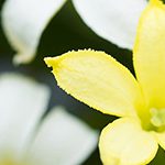 【ハワイの花のある暮らし】絶滅したと思われていた固有種の復活のお話 Alula（アルラ）
