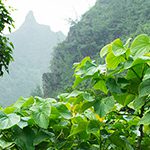 【ハワイの花のある暮らし】Hawaiian Kava ハワイのAwa/Kava（アヴァ／カヴァ）