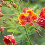 【ハワイの花のある暮らし】ハワイ語を持つ外来種のレイフラワー ʻOhai Ailiʻi