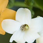 【ハワイの花のある暮らし】香りが良く人気のレイフラワー プアケニケニ
