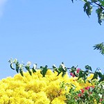 永遠なるハワイの物語　vol.2