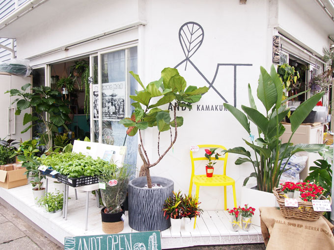 Find Hawaii モダンハワイのライフスタイルを提案 部屋に飾りたい観葉植物に出会えるお店 Hawaii Lifestyle Club