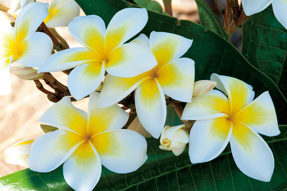 ハワイの花のある暮らし プルメリアの育て方 Hawaii Lifestyle Club