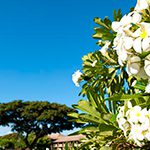 【ハワイの花のある暮らし】ハワイとプルメリアのはなし