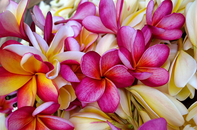 365日ハワイ気分を楽しむ通販サイト ハワイの花のある暮らし ハワイのプルメリアの種類
