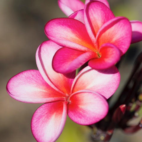 365日ハワイ気分を楽しむ通販サイト | » 【ハワイの花のある暮らし