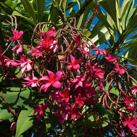 ハワイの花のある暮らし ハワイのプルメリアの種類 Hawaii Lifestyle Club