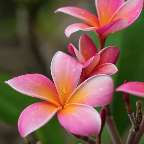 365日ハワイ気分を楽しむ通販サイト | » 【ハワイの花のある暮らし