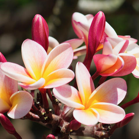 ハワイの花のある暮らし】ハワイのプルメリアの種類 | Hawaii 