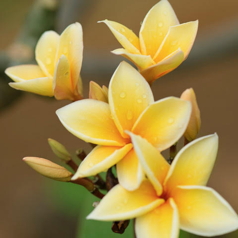 365日ハワイ気分を楽しむ通販サイト ハワイの花のある暮らし ハワイのプルメリアの種類