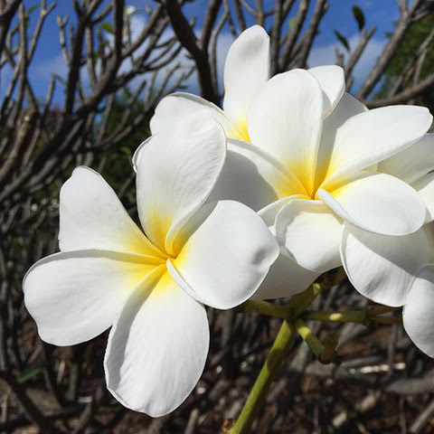 ハワイの花のある暮らし ハワイのプルメリアの種類 Hawaii Lifestyle Club