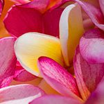 【ハワイの花のある暮らし】ハワイのプルメリアの種類