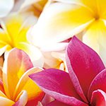 【ハワイの花のある暮らし】プルメリアの冬越し