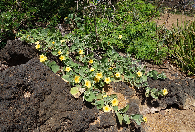 ハワイの花のある暮らし オアフ島の島花で王族にのみ許されたレイの花 イリマ Hawaii Lifestyle Club