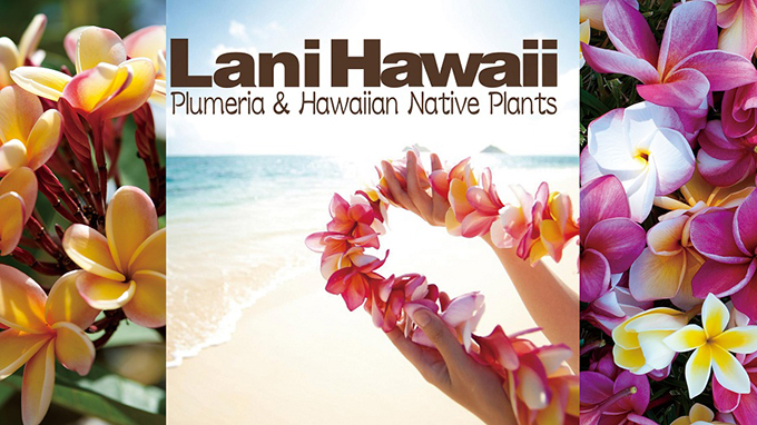 ハワイの花のある暮らし みんな大好きプルメリア 春の管理編 Hawaii Lifestyle Club