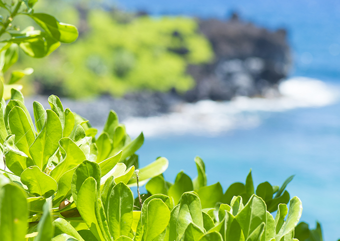 ハワイの花のある暮らし 愛の神話が有名な山と海のnaupaka ナウパカ Hawaii Lifestyle Club