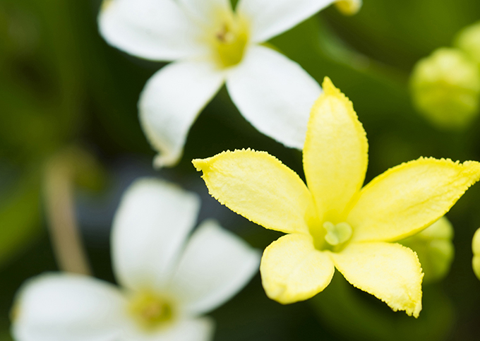 ハワイの花のある暮らし 絶滅したと思われていた固有種の復活のお話 Alula アルラ Hawaii Lifestyle Club