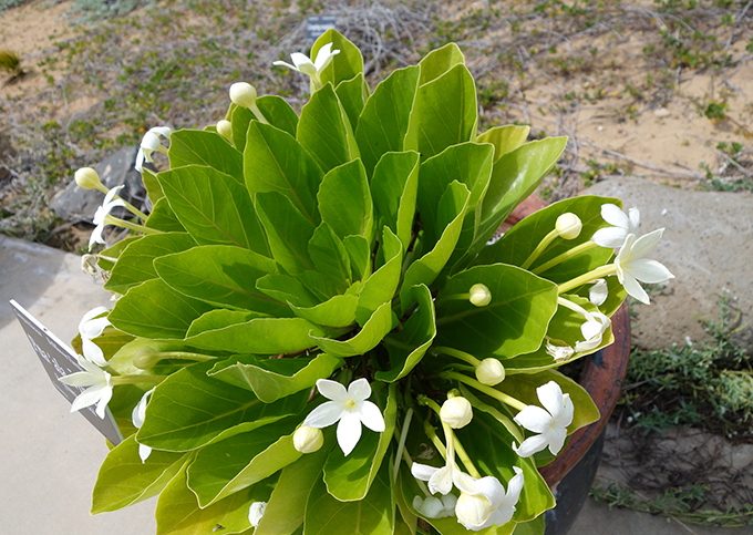 ハワイの花のある暮らし 絶滅したと思われていた固有種の復活のお話 Alula アルラ Hawaii Lifestyle Club