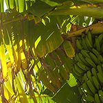 【ハワイの花のある暮らし】人気のフルーツ バナナ