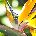 【ハワイの花のある暮らし】トロピカルガーデンを作るなら極楽鳥花