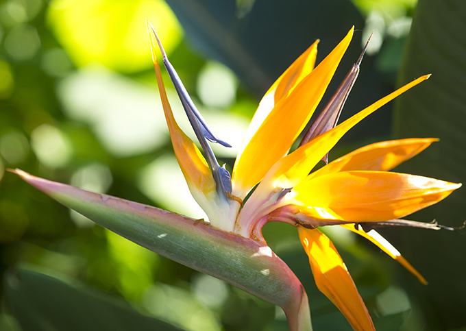 365日ハワイ気分を楽しむ通販サイト ハワイの花のある暮らし トロピカルガーデンを作るなら極楽鳥花