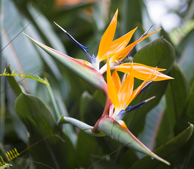ハワイの花のある暮らし トロピカルガーデンを作るなら極楽鳥花 Hawaii Lifestyle Club