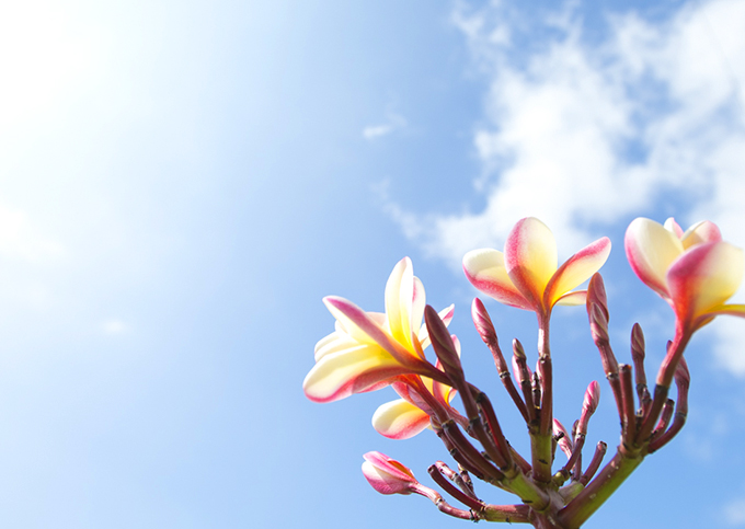 365日ハワイ気分を楽しむ通販サイト | » 【ハワイの花のある暮らし 