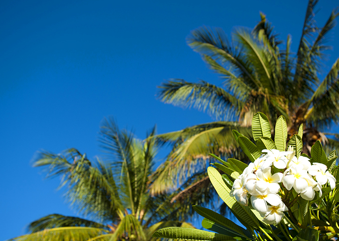 ハワイの花のある暮らし みんな大好きプルメリア 夏の管理編 Hawaii Lifestyle Club