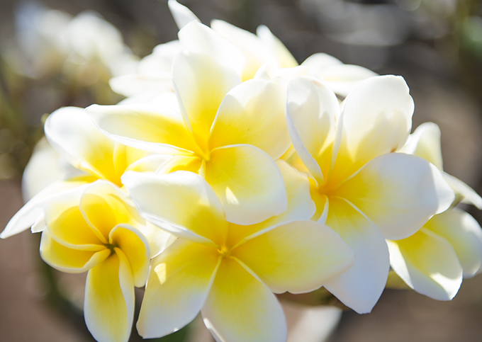 ハワイの花のある暮らし みんな大好きプルメリア 夏の管理編 Hawaii Lifestyle Club