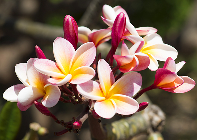 ハワイの花のある暮らし みんな大好きプルメリア 夏の管理編 Hawaii Lifestyle Club