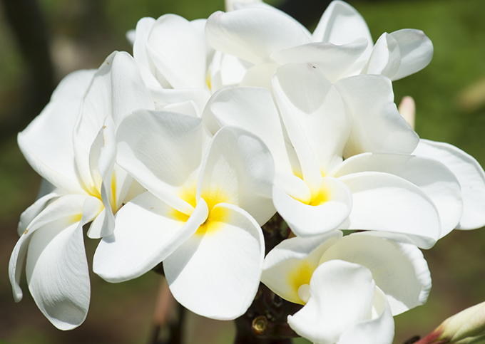 ハワイの花のある暮らし みんな大好きプルメリア 夏の管理編 Hawaii Lifestyle Club