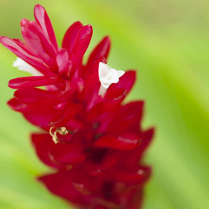 ハワイの花のある暮らし フラワーアレンジメントで人気のジンジャー Hawaii Lifestyle Club