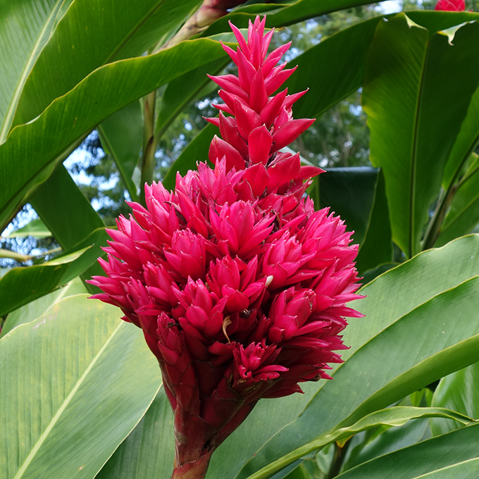 365日ハワイ気分を楽しむ通販サイト ハワイの花のある暮らし フラワーアレンジメントで人気のジンジャー