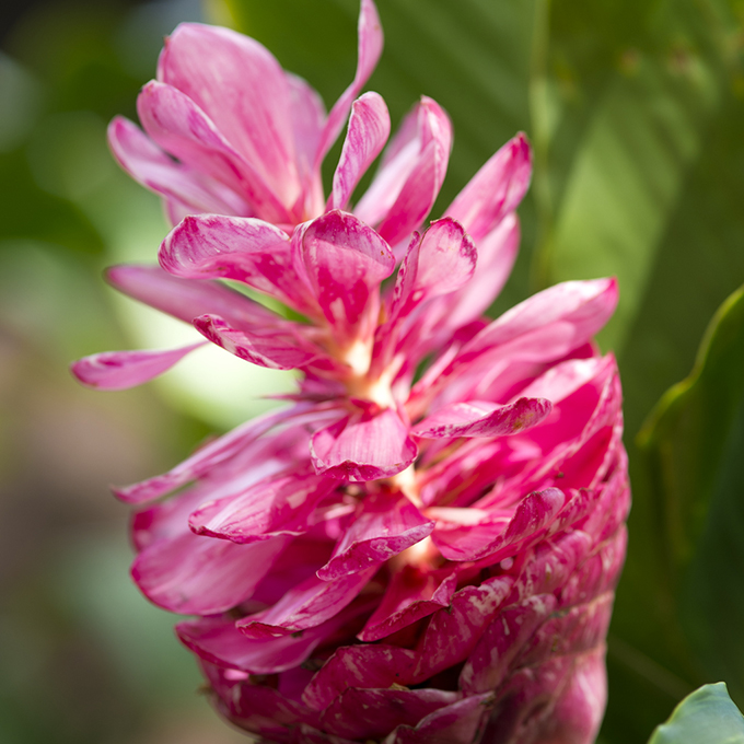 ハワイの花のある暮らし フラワーアレンジメントで人気のジンジャー Hawaii Lifestyle Club