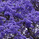 【ハワイの花のある暮らし】ハワイザクラと呼ばれる青紫の花木ジャカランダ