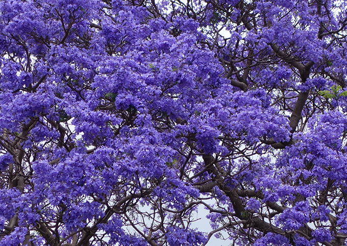 ハワイの花のある暮らし ハワイザクラと呼ばれる青紫の花木ジャカランダ Hawaii Lifestyle Club