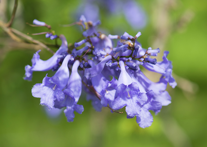 ハワイの花のある暮らし ハワイザクラと呼ばれる青紫の花木ジャカランダ Hawaii Lifestyle Club