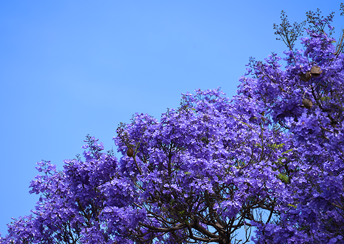 ハワイの花のある暮らし ハワイザクラと呼ばれる青紫の花木ジャカランダ Hawaii Lifestyle Club