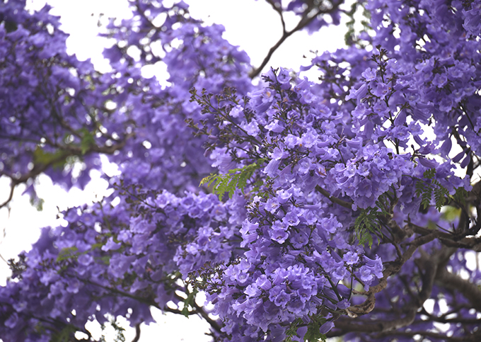 ハワイの花のある暮らし ハワイザクラと呼ばれる青紫の花木ジャカランダ Hawaii Lifestyle Club