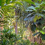 【Information from Hawaii】ハワイのトロピカルな植物たちに魅せられて