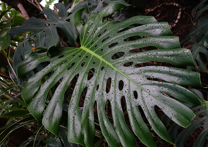 365日ハワイ気分を楽しむ通販サイト ハワイの花のある暮らし 人気のモチーフのモンステラは日本でも育てやすい観葉植物