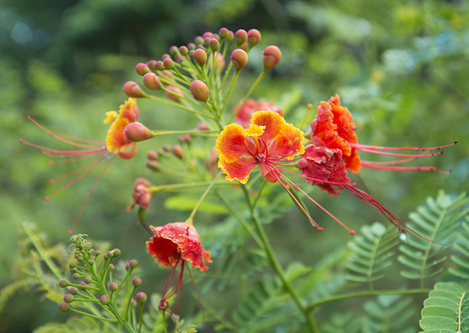 ハワイの花のある暮らし ハワイ語を持つ外来種のレイフラワー ʻohai Ailiʻi Hawaii Lifestyle Club