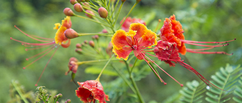 365日ハワイ気分を楽しむ通販サイト ハワイの花のある暮らし ハワイ語を持つ外来種のレイフラワー ʻohai Ailiʻi
