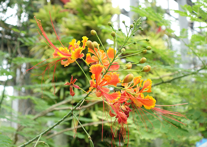 365日ハワイ気分を楽しむ通販サイト ハワイの花のある暮らし ハワイ語を持つ外来種のレイフラワー ʻohai Ailiʻi